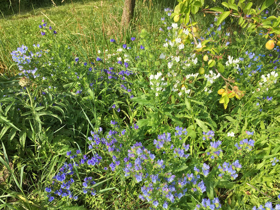 Echium sp vulgare